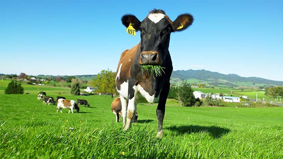  best buffers for dairy cows